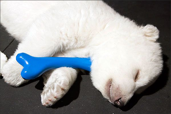 Baby polar bear Flocke asleep with her blue bone toy.